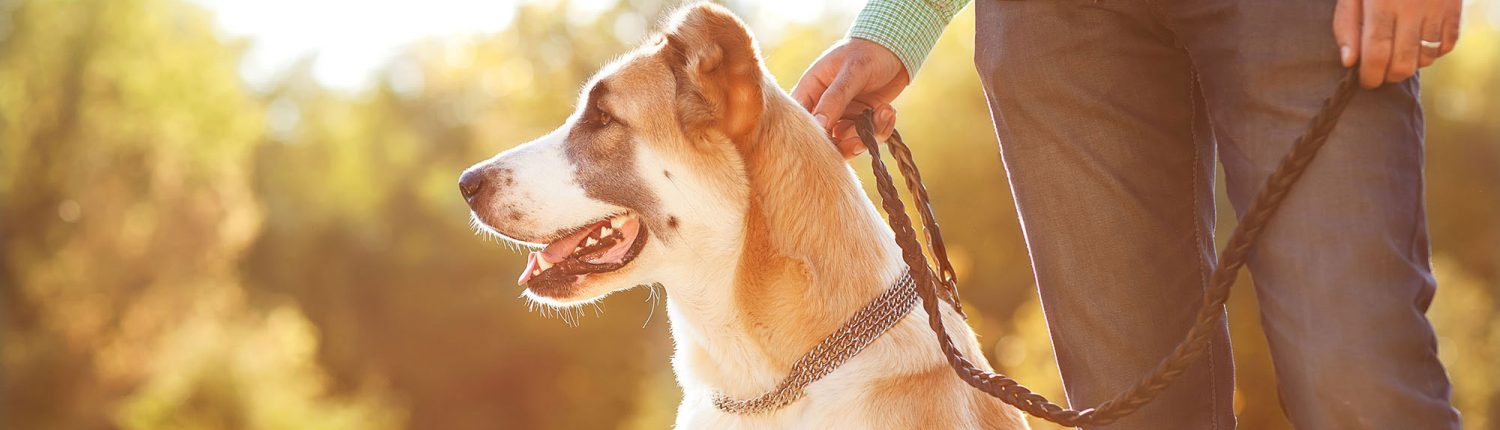 man with dog on leash