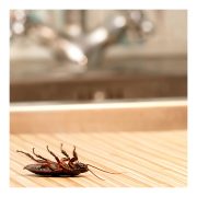 Prevent Bugs and Pests in Your Apartment