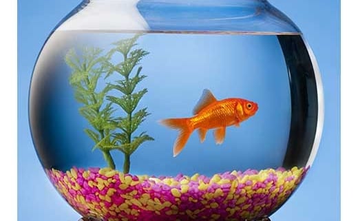 fish in fishbowl