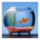fish in fishbowl